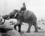Birmanischer Arbeitselefant