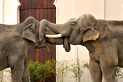 Elefanten im Münchner Tierpark Hellabrunn